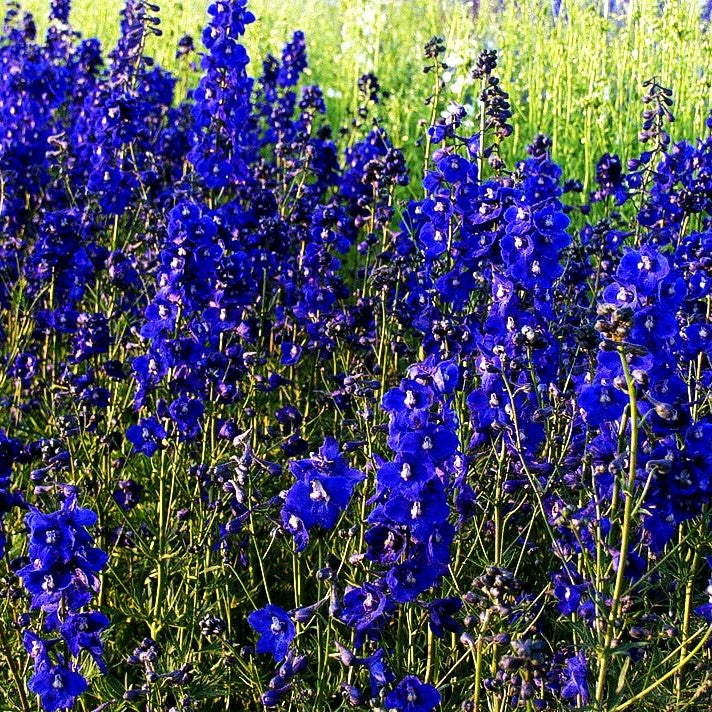 Verzweigter Rittersporn 'Atlantis' (Delphinium x bellad.)