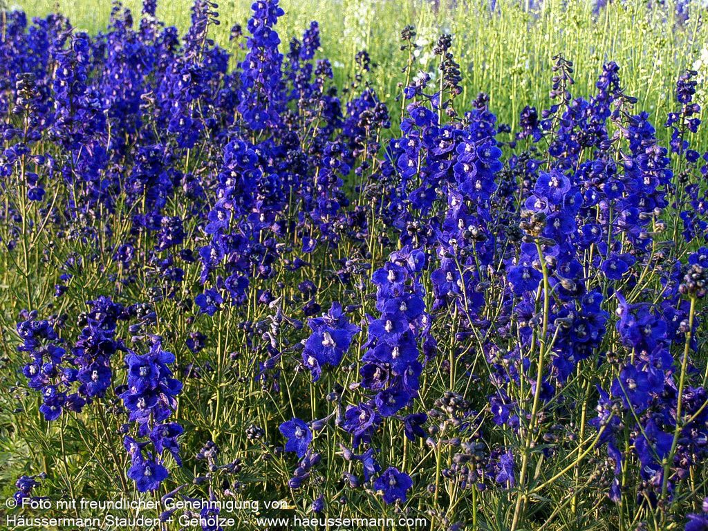 Verzweigter Rittersporn 'Atlantis' (Delphinium x bellad.)