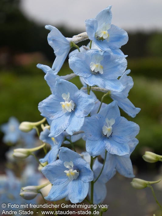 Verzweigter Rittersporn 'Ballkleid' (Delphinium x bellad.)