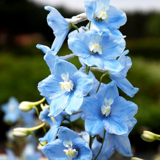 Verzweigter Rittersporn 'Ballkleid' (Delphinium x bellad.)