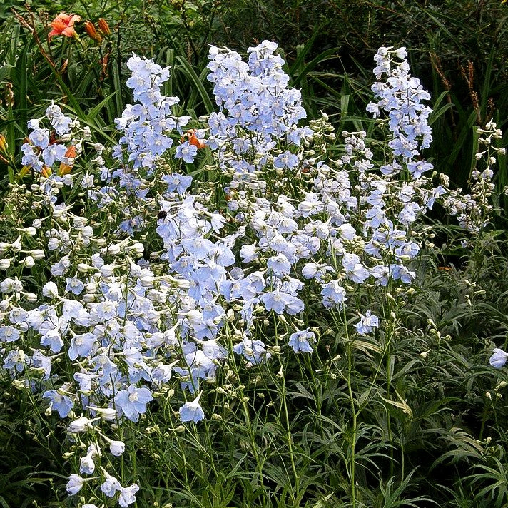 Verzweigter Rittersporn 'Ballkleid' (Delphinium x bellad.)
