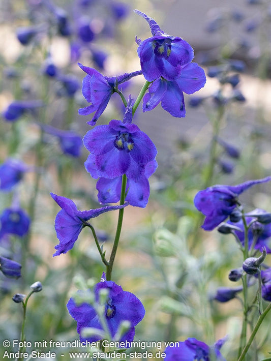 Verzweigter Rittersporn 'Kleine Nachtmusik' (Delphinium x bellad.)