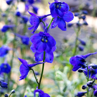 Verzweigter Rittersporn 'Kleine Nachtmusik' (Delphinium x bellad.)