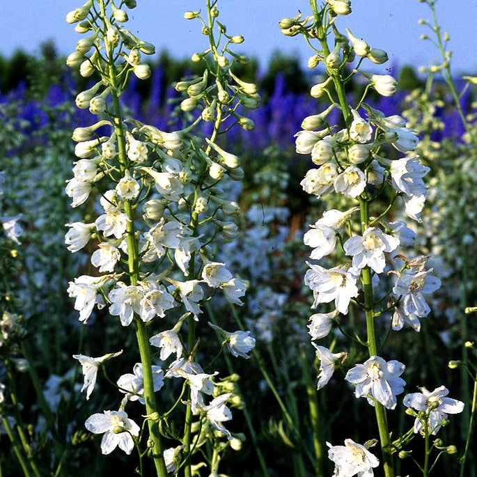 Verzweigter Rittersporn 'Moerheimii' (Delphinium x bellad.)