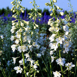 Verzweigter Rittersporn 'Moerheimii' (Delphinium x bellad.)