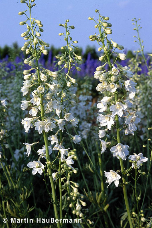 Verzweigter Rittersporn 'Moerheimii' (Delphinium x bellad.)