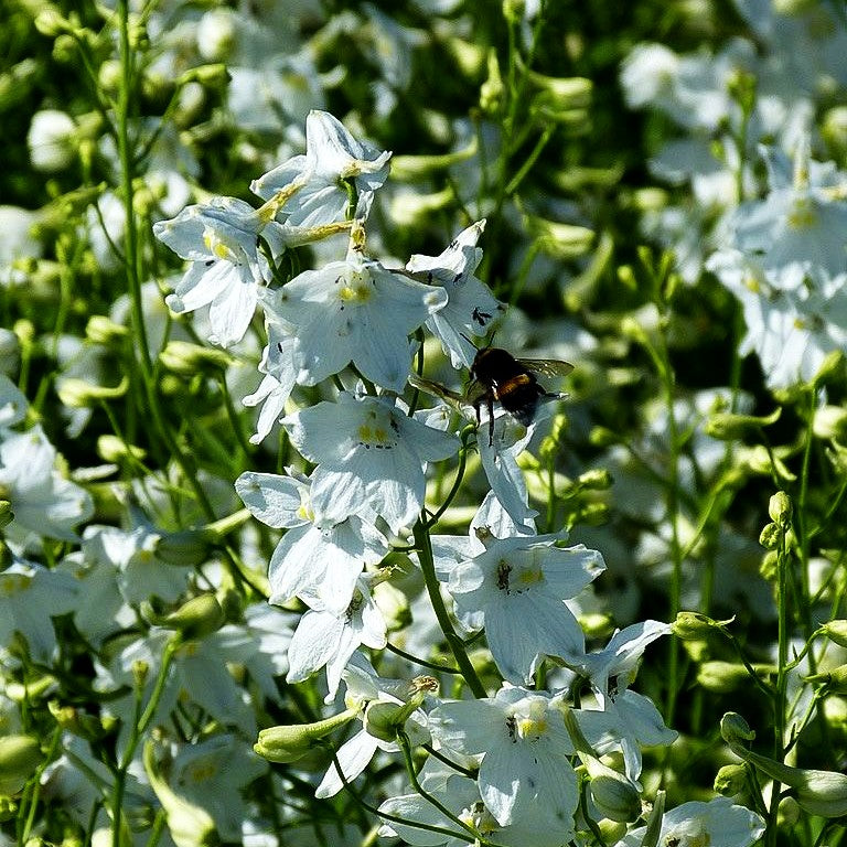 Verzweigter Rittersporn 'Moerheimii' (Delphinium x bellad.)