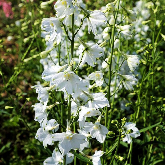 Verzweigter Rittersporn 'Moerheimii' (Delphinium x bellad.)