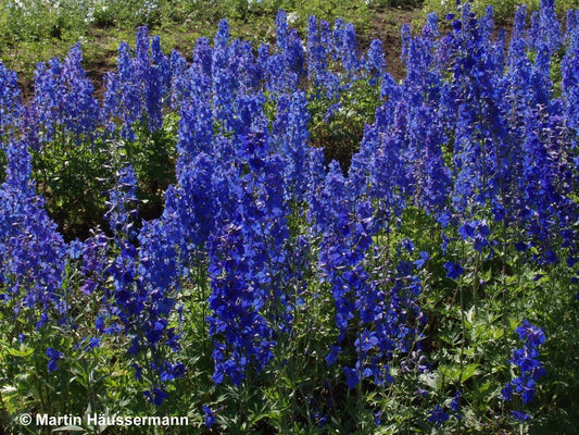 Verzweigter Rittersporn 'Piccolo' (Delphinium x bellad.)