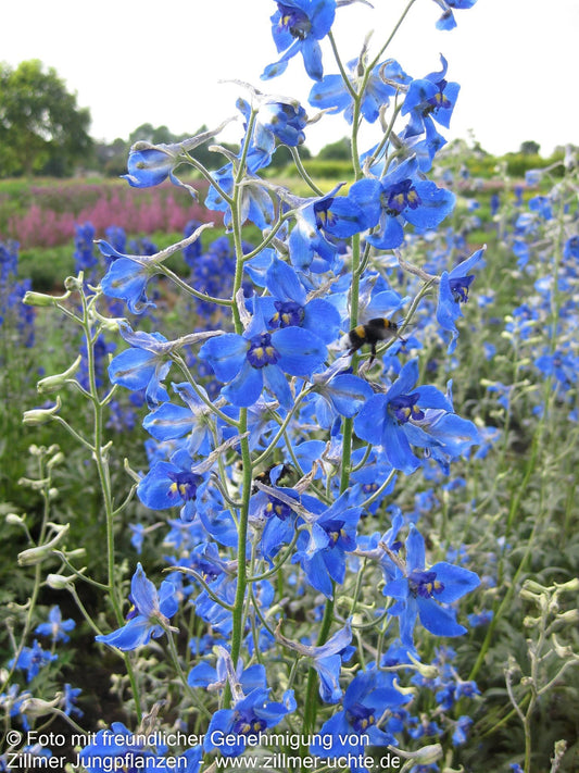 Verzweigter Rittersporn 'Völkerfrieden' (Delphinium x bellad.)