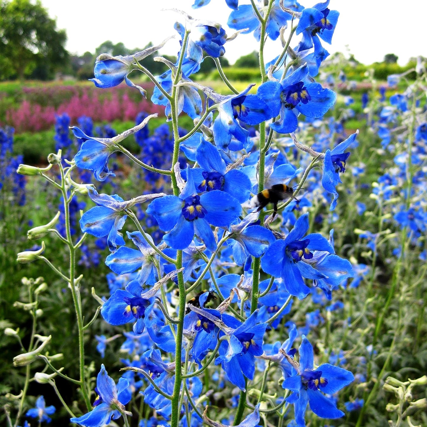 Verzweigter Rittersporn 'Völkerfrieden' (Delphinium x bellad.)
