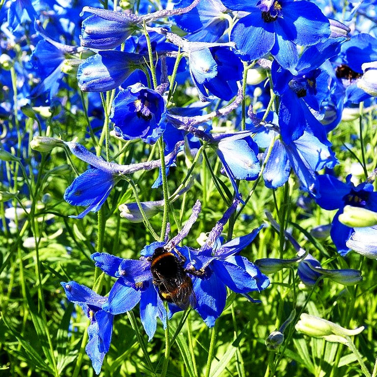 Verzweigter Rittersporn 'Völkerfrieden' (Delphinium x bellad.)