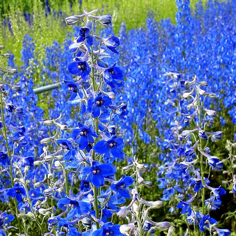 Verzweigter Rittersporn 'Völkerfrieden' (Delphinium x bellad.)