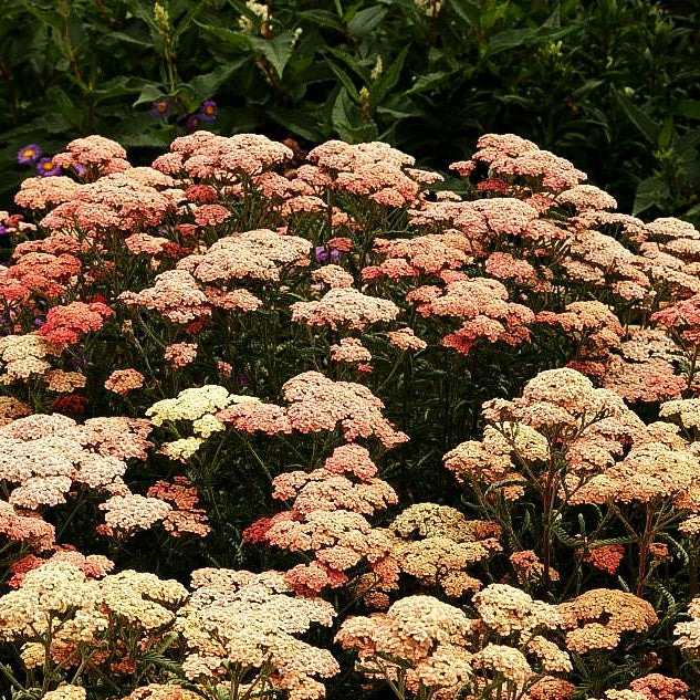Vielblättrige Garbe 'Apricot Delight' (Achillea millef. TF)