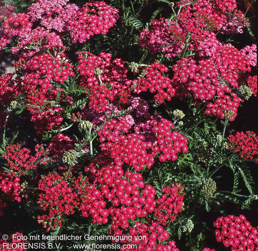 Vielblättrige Garbe 'Cerise Queen' (Achillea millefolium)