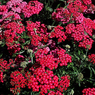 Vielblättrige Garbe 'Cerise Queen' (Achillea millefolium)