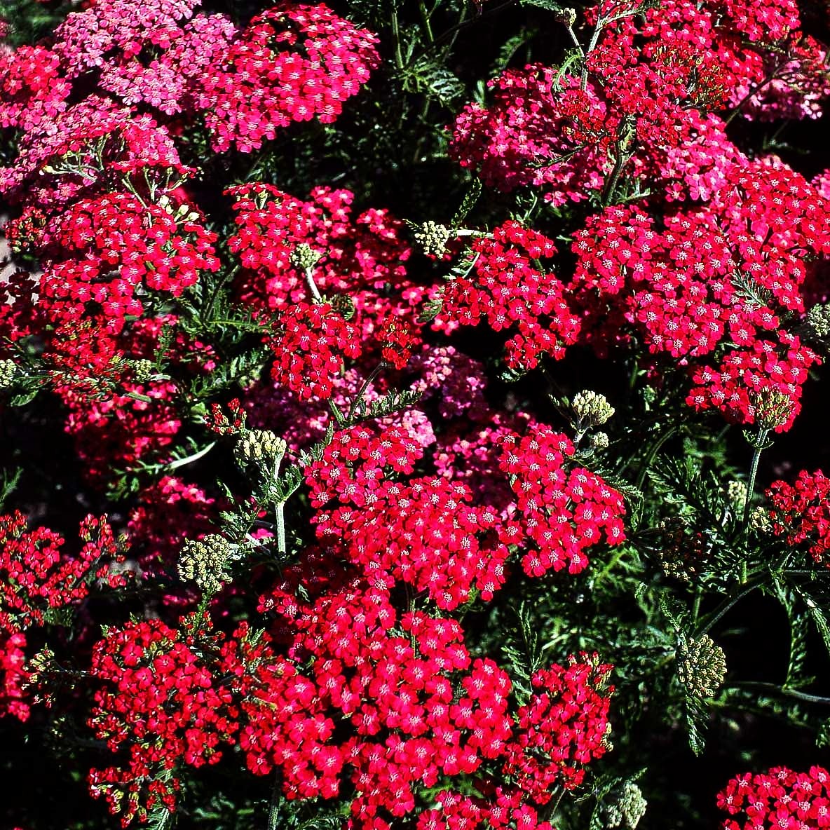 Vielblättrige Garbe 'Cerise Queen' (Achillea millefolium)