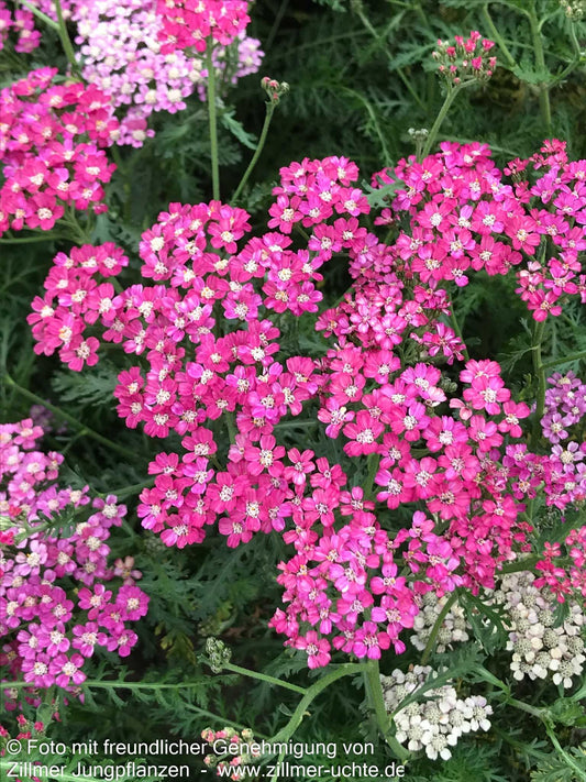 Vielblättrige Garbe 'Excel' (Achillea millefolium)