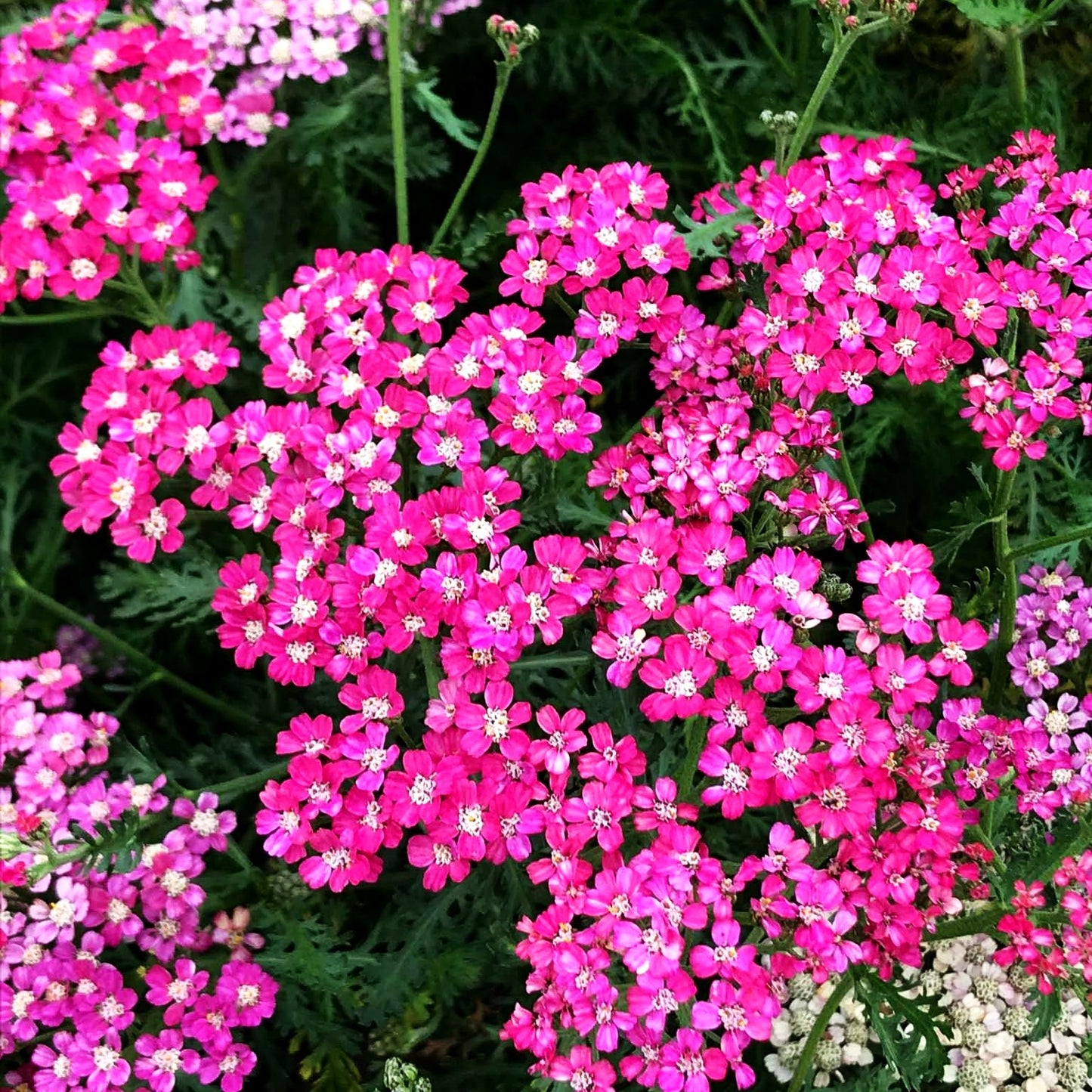 Vielblättrige Garbe 'Excel' (Achillea millefolium)