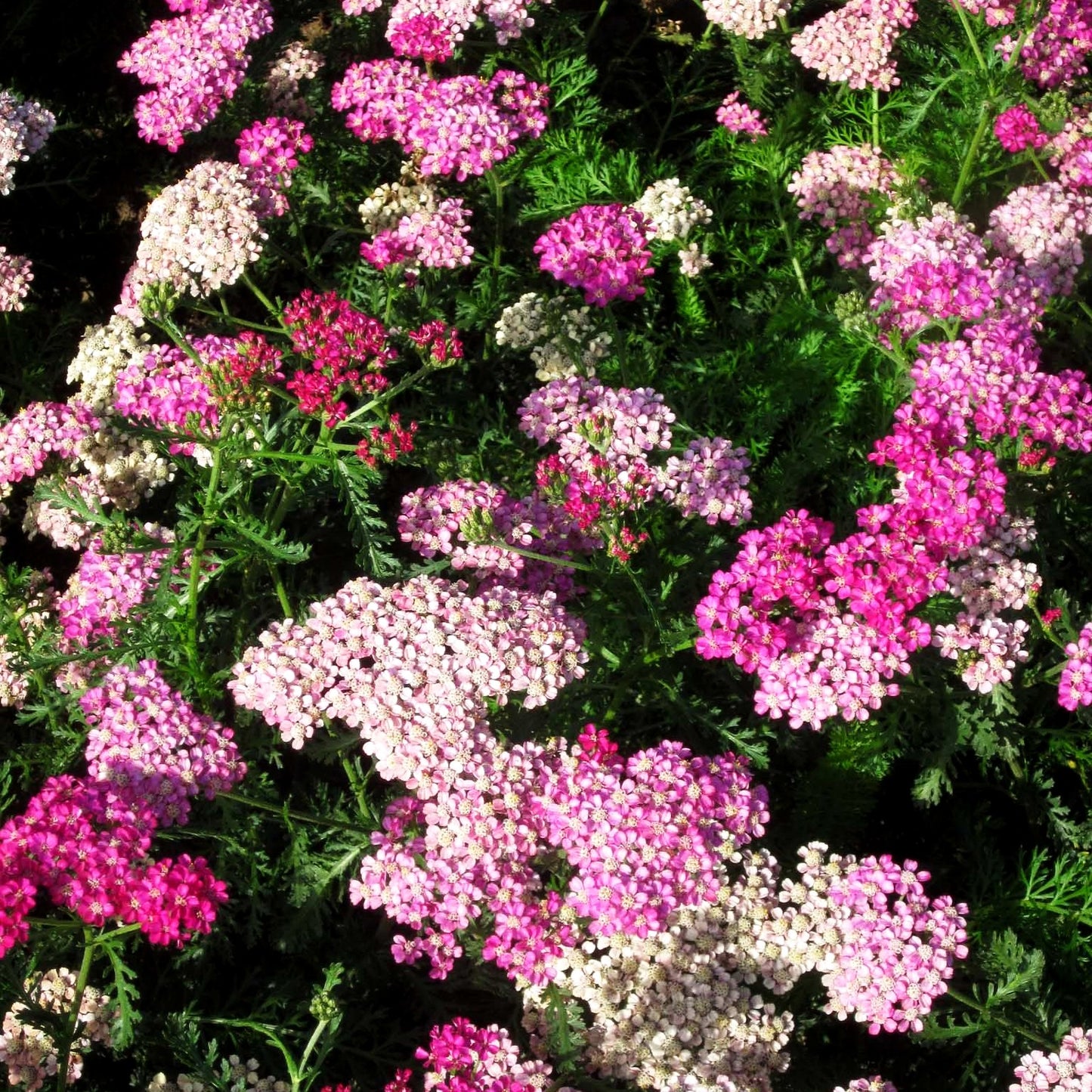 Vielblättrige Garbe 'Excel' (Achillea millefolium)