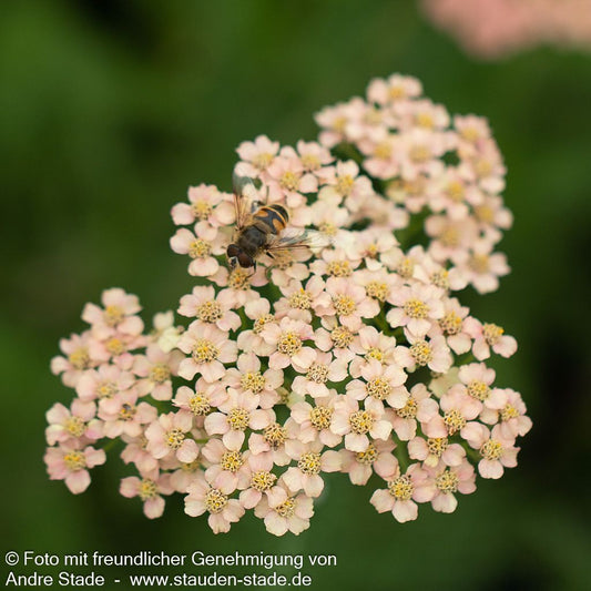 Vielblättrige Garbe 'Lachsschönheit' (Achillea millefolium)