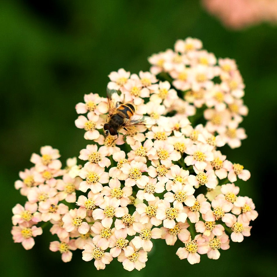 Vielblättrige Garbe 'Lachsschönheit' (Achillea millefolium)