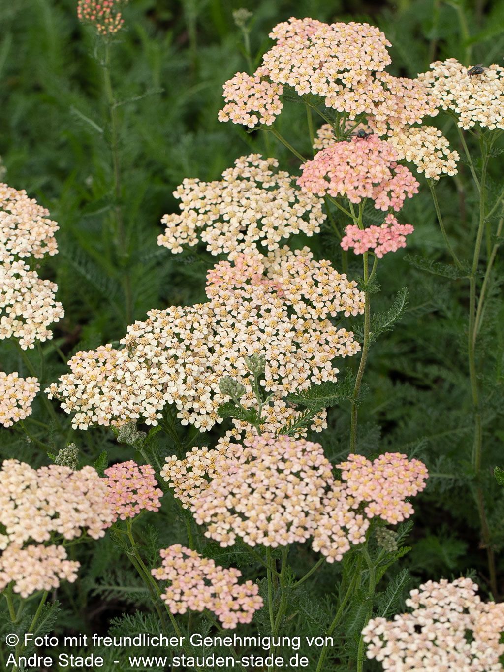 Vielblättrige Garbe 'Lachsschönheit' (Achillea millefolium)