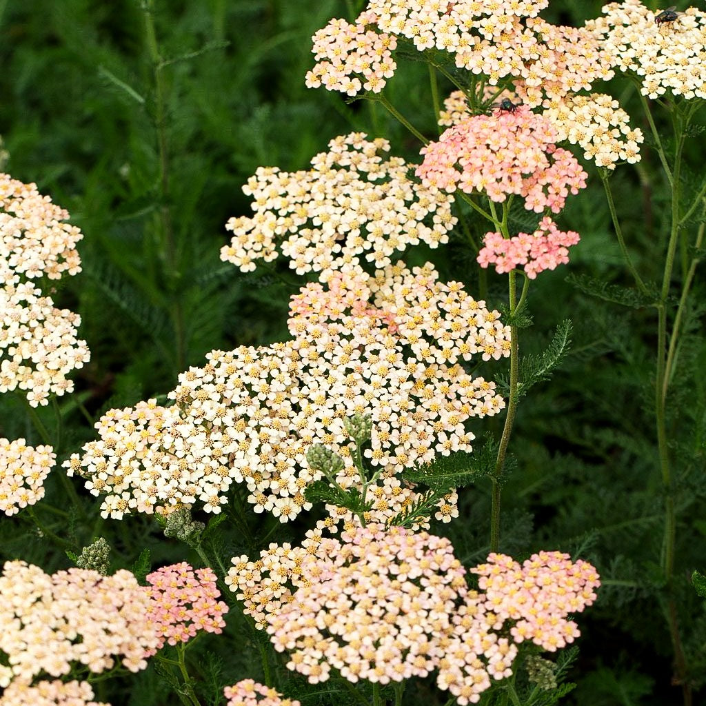 Vielblättrige Garbe 'Lachsschönheit' (Achillea millefolium)