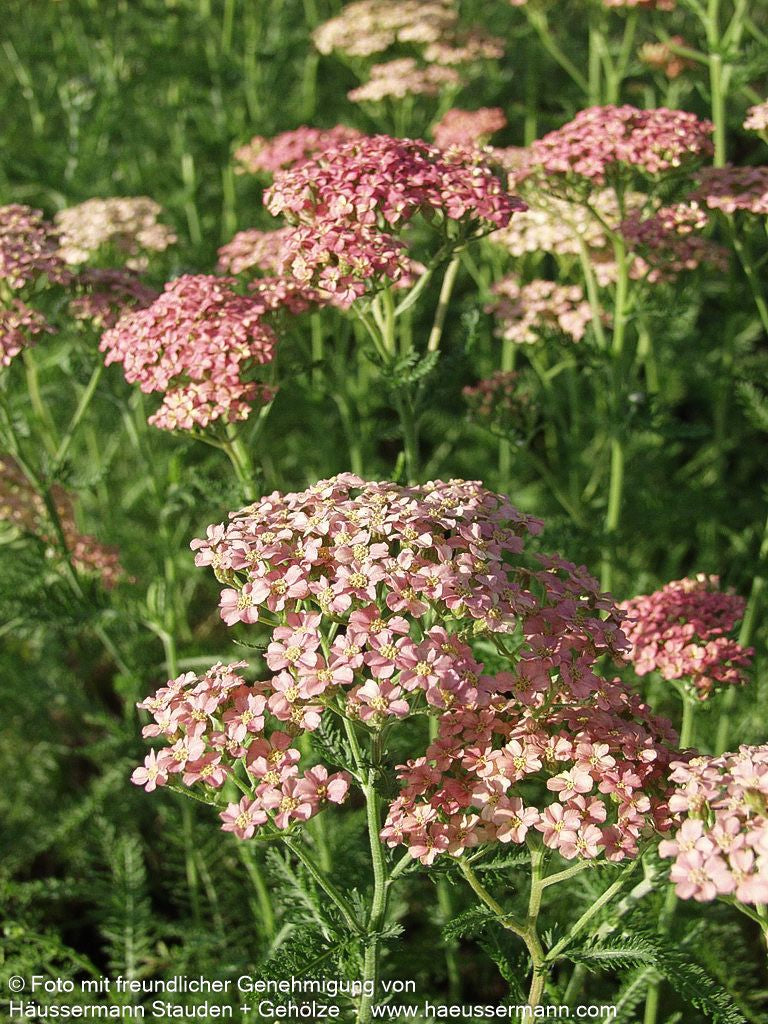 Vielblättrige Garbe 'Lachsschönheit' (Achillea millefolium)
