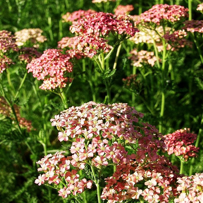 Vielblättrige Garbe 'Lachsschönheit' (Achillea millefolium)