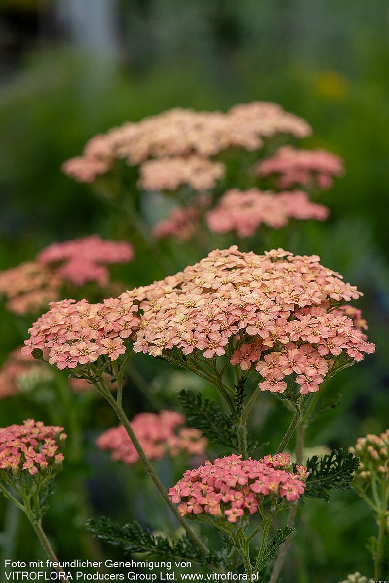Vielblättrige Garbe 'Lachsschönheit' (Achillea millefolium)
