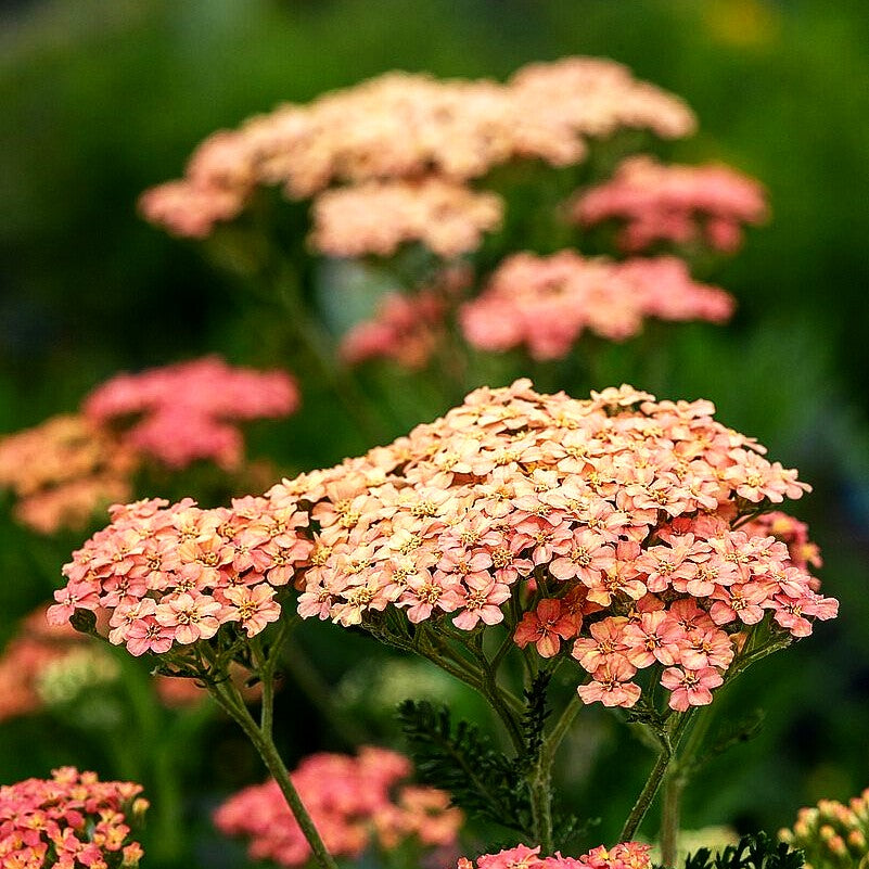 Vielblättrige Garbe 'Lachsschönheit' (Achillea millefolium)