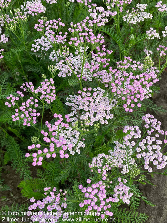 Vielblättrige Garbe 'Lilac Beauty' (Achillea millefolium)