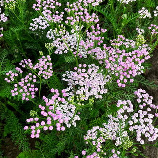 Vielblättrige Garbe 'Lilac Beauty' (Achillea millefolium)