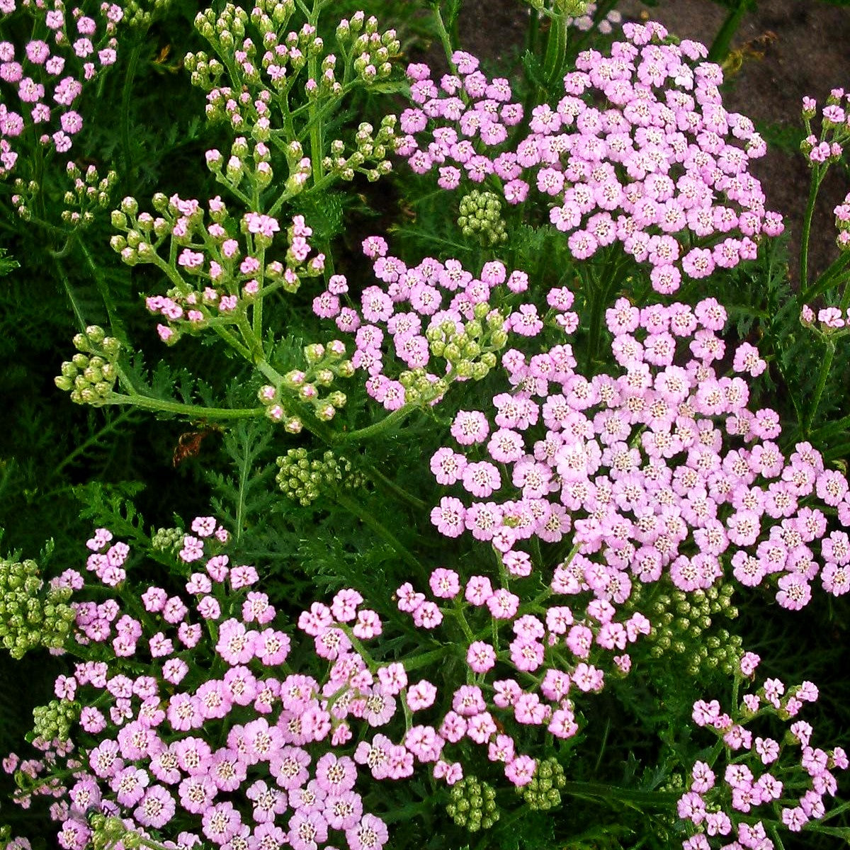 Vielblättrige Garbe 'Lilac Beauty' (Achillea millefolium)