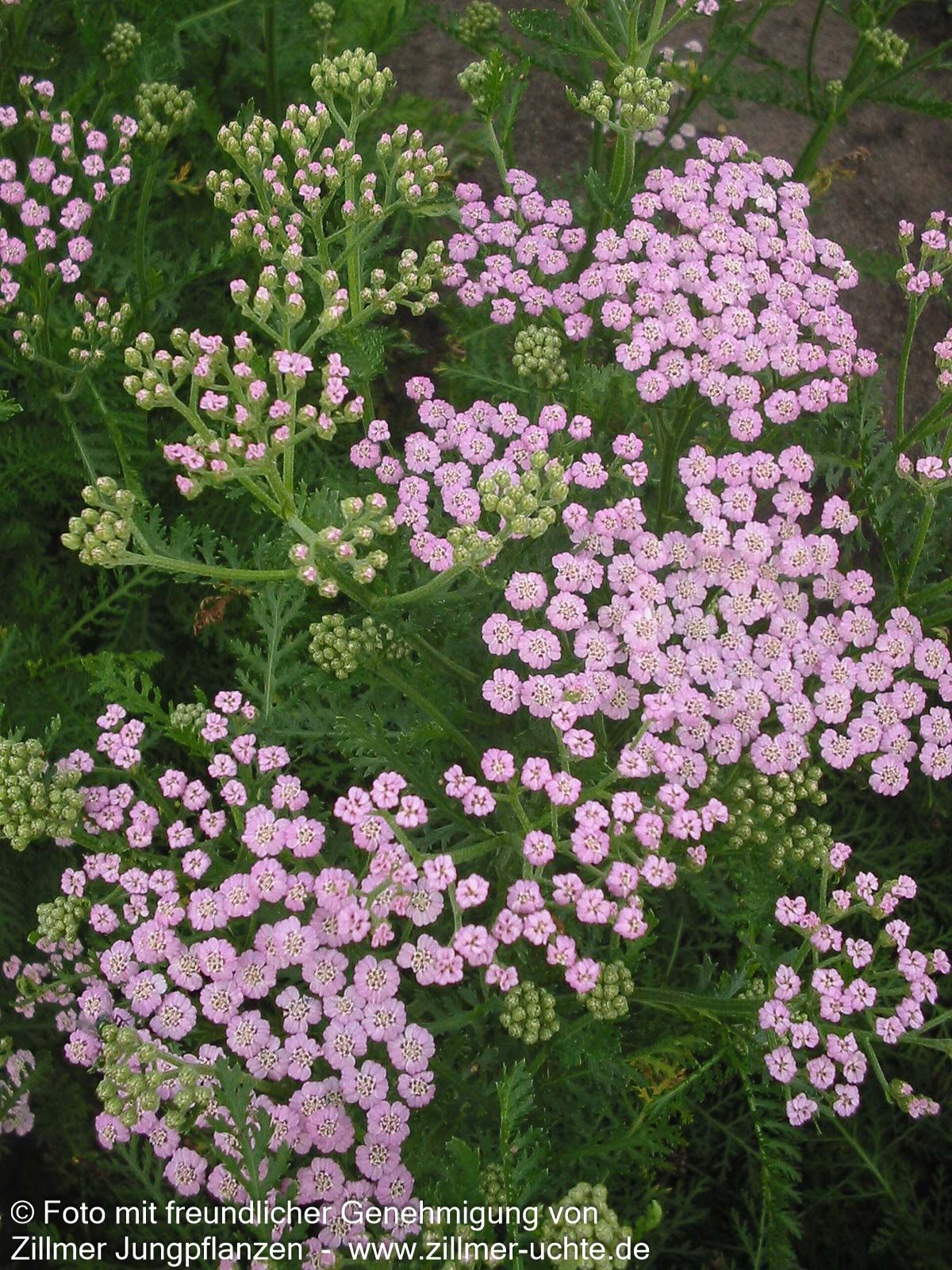 Vielblättrige Garbe 'Lilac Beauty' (Achillea millefolium)