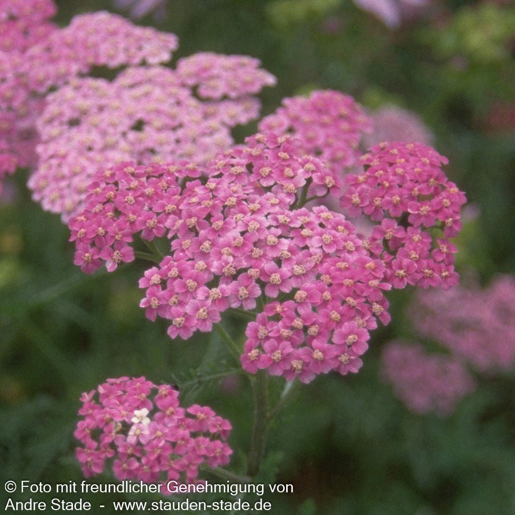 Vielblättrige Garbe 'Lilac Beauty' (Achillea millefolium)