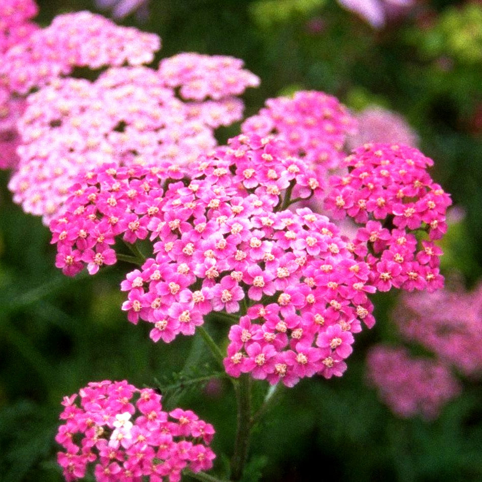 Vielblättrige Garbe 'Lilac Beauty' (Achillea millefolium)