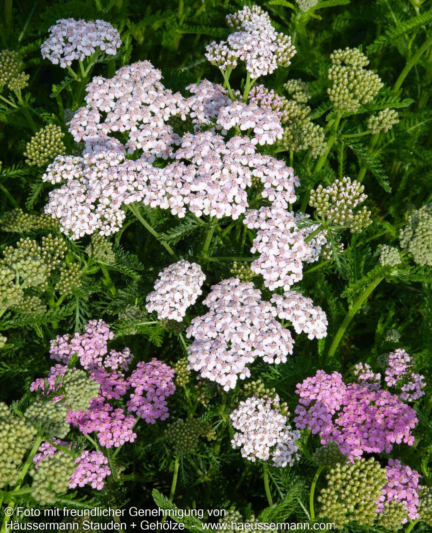 Vielblättrige Garbe 'Lilac Beauty' (Achillea millefolium)