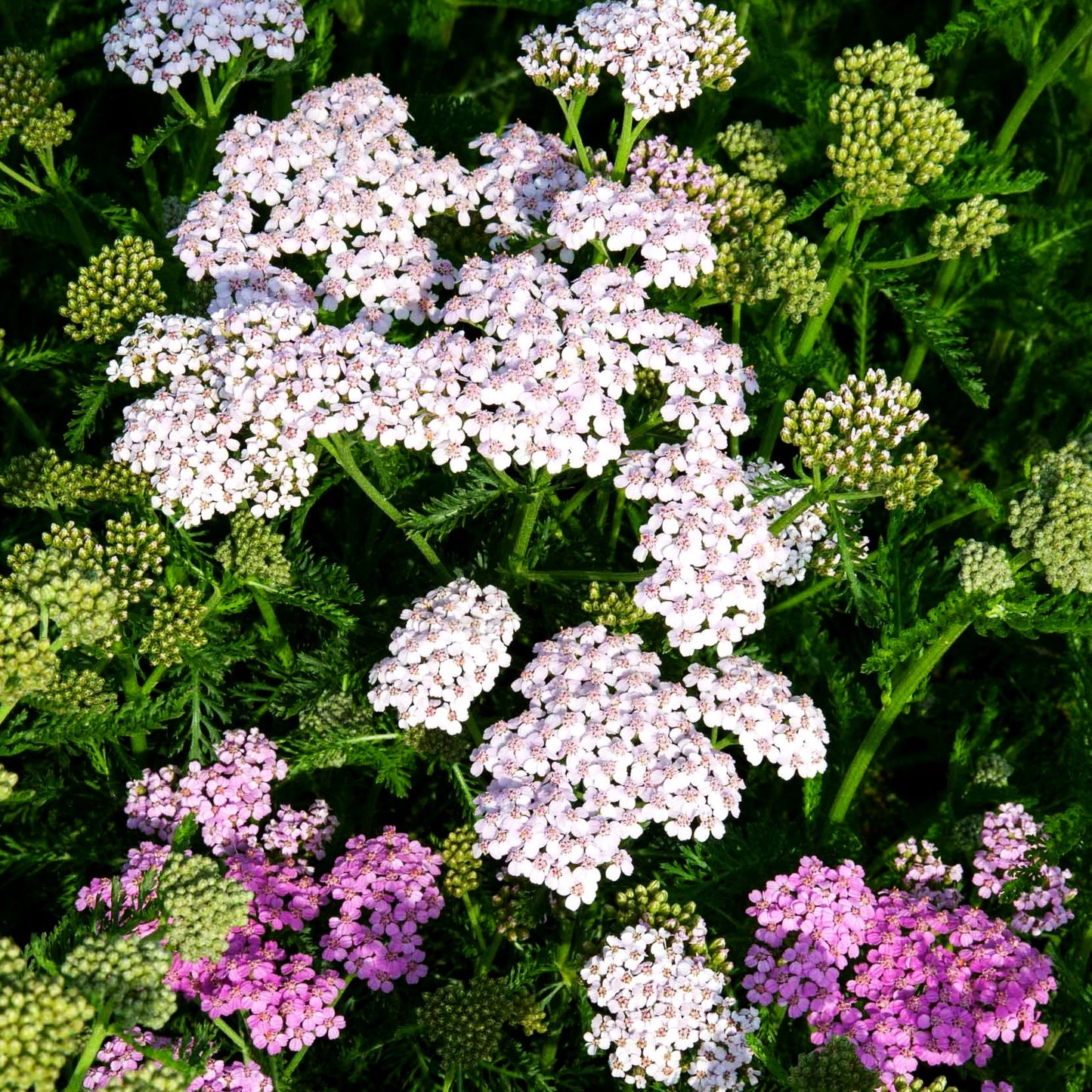 Vielblättrige Garbe 'Lilac Beauty' (Achillea millefolium)