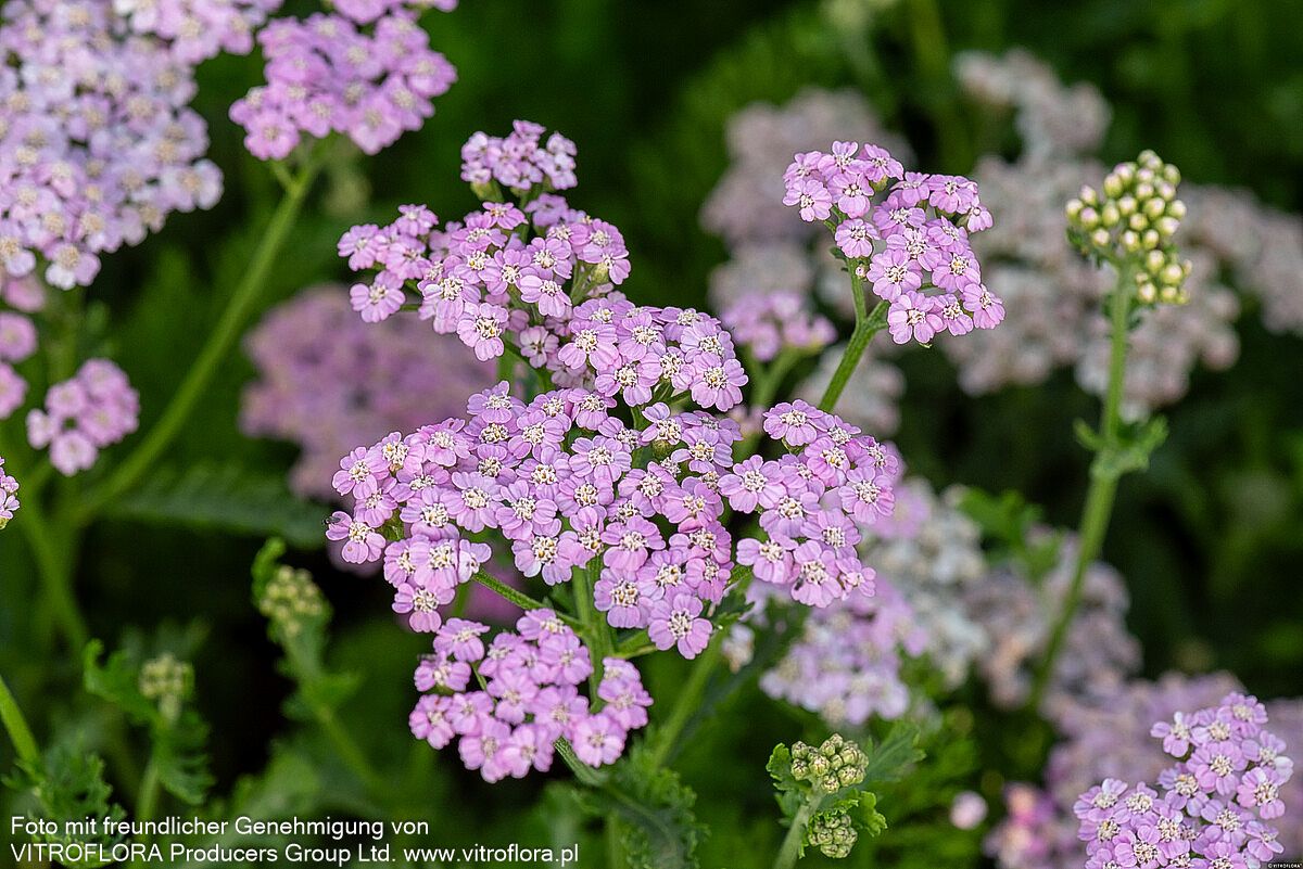 Vielblättrige Garbe 'Lilac Beauty' (Achillea millefolium)