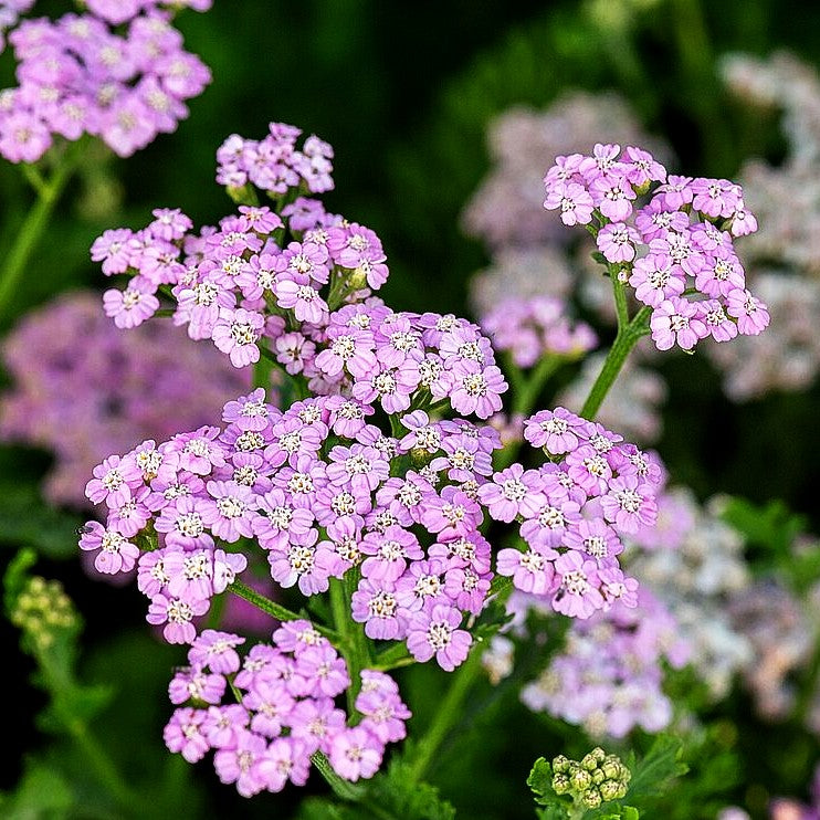 Vielblättrige Garbe 'Lilac Beauty' (Achillea millefolium)