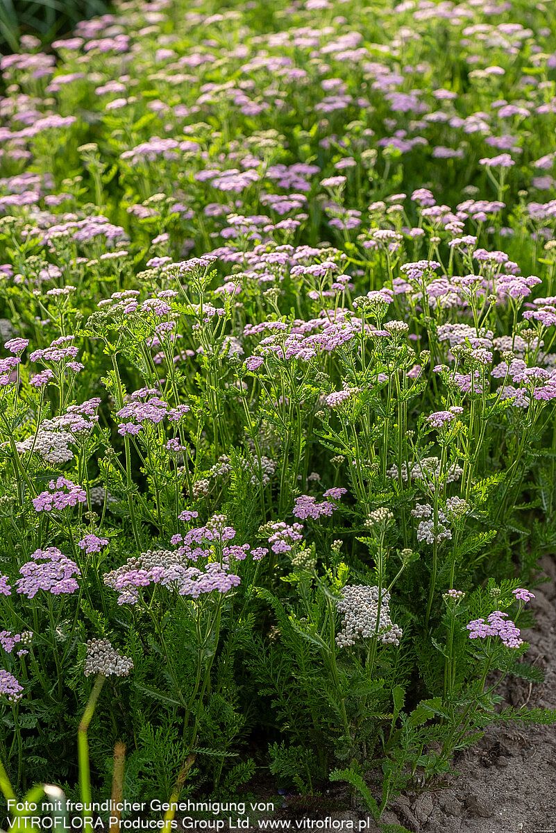 Vielblättrige Garbe 'Lilac Beauty' (Achillea millefolium)