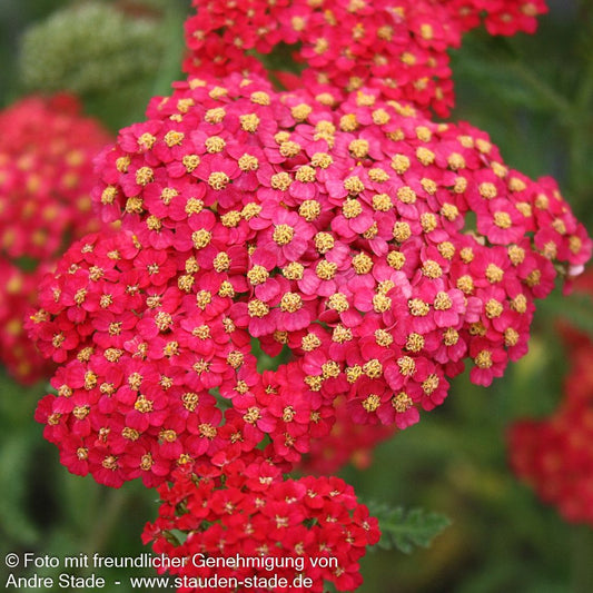 Vielblättrige Garbe 'Paprika' (Achillea millefolium)
