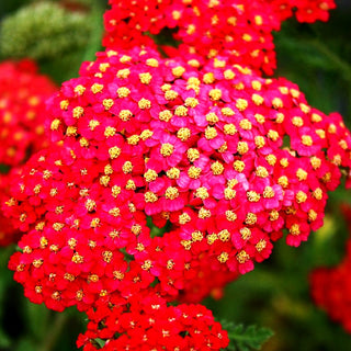 Vielblättrige Garbe 'Paprika' (Achillea millefolium)