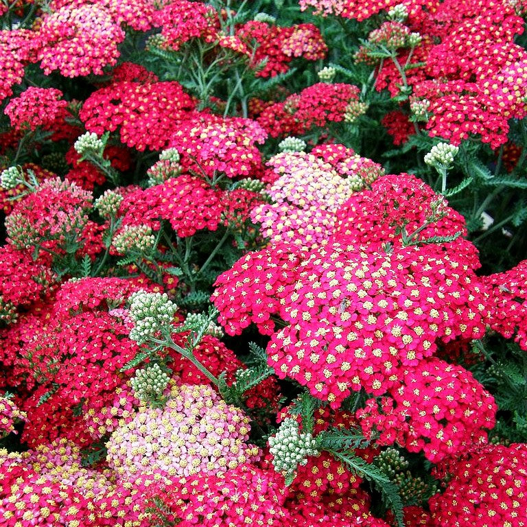 Vielblättrige Garbe 'Paprika' (Achillea millefolium)