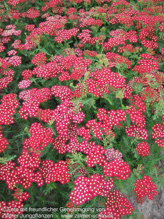 Vielblättrige Garbe 'Petra' (Achillea millefolium)