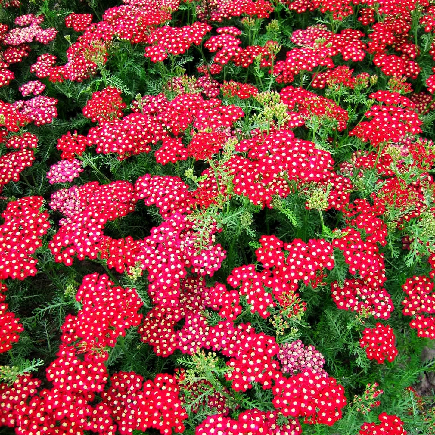 Vielblättrige Garbe 'Petra' (Achillea millefolium)