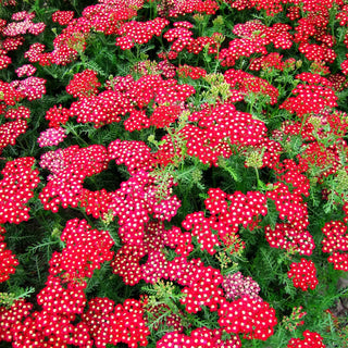 Vielblättrige Garbe 'Petra' (Achillea millefolium)