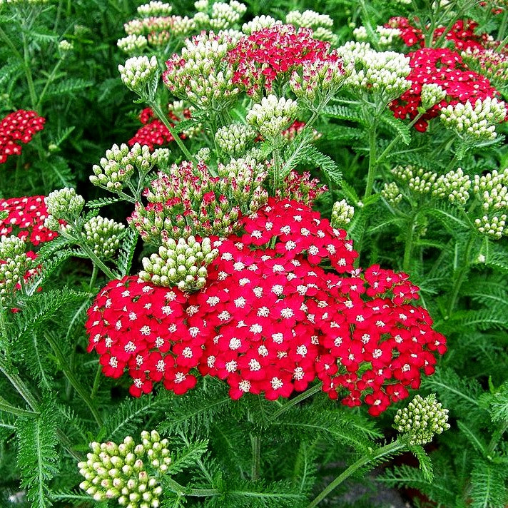 Vielblättrige Garbe 'Petra' (Achillea millefolium)